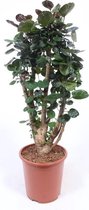 Kamerplant van Botanicly – Polyscias Fabian – Hoogte: 100 cm