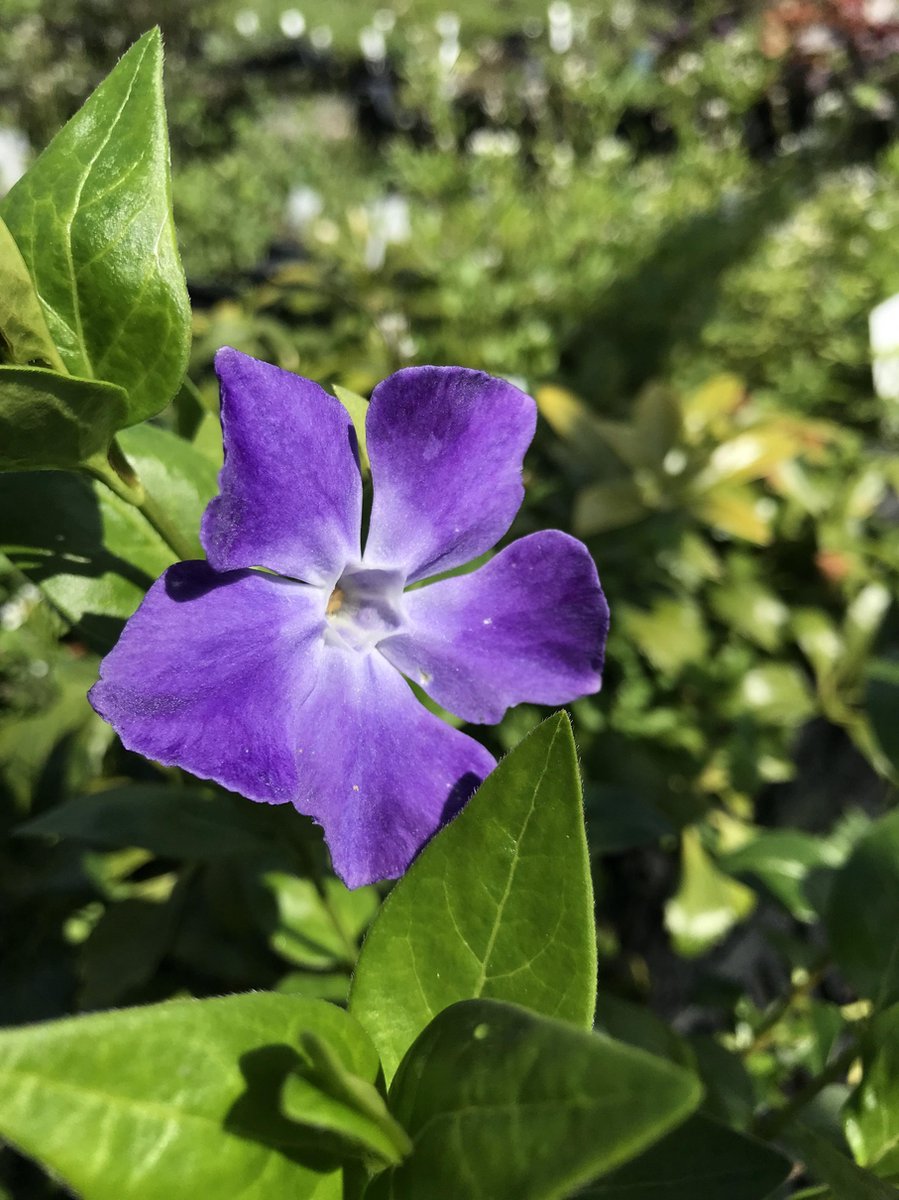 6 x Vinca major - Maagdenpalm - P9 Pot (9 x 9cm) - Dima Vaste Planten