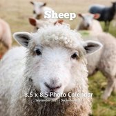 Sheep 8.5 X 8.5 Calendar September 2021 -December 2022