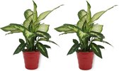 2x Kamerplant Dieffenbachia - ± 30cm hoog – 12 cm diameter - in rode pot