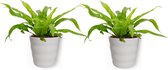 2x Asplenium Antiquum Kamerplant - Vogelnestvaren - Luchtzuiverend - ↕  ±20cm - Ø12cm - in witte pot