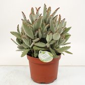 Cactus van Botanicly – Kalanchoe tomentosa – Hoogte: 30 cm