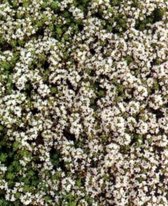6 x Thymus praecox 'Albiflorus' - Kruiptijm pot 9x9cm