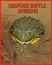 Crapaud Buffle Africain