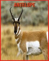 Antelope