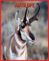 Antilope
