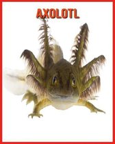 Axolotl