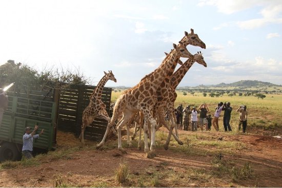Sophie de giraf - Bijtspeelgoed - Save the Giraffes - inclusief sleutelhanger