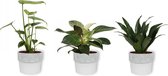 Set van 3 Kamerplanten - Philodendron White Wave & Monstera Deliciosa & Draceana Compacta - ±  30cm hoog - 12cm diameter - in betonnen witte pot