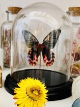 Opgezette Vlinder in glazen  stolp  Rood