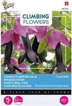 Buzzy  Flowering Climbers Rhodochiton Purple Bells Bloemzaad