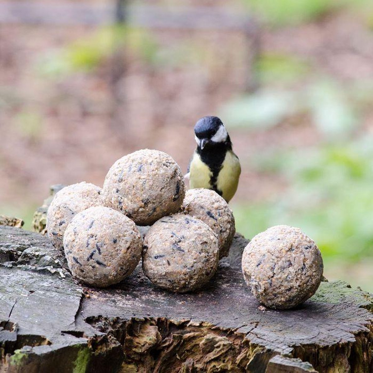 Mezenbol Zonder Net - 100 stuks | Met 100% gerecyclede mezenbolhouder