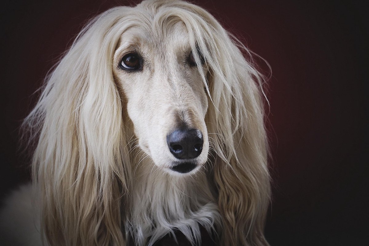 Schilderij - hond - Afghaanse windhond - Collectie faces - Glas - 148x98cm