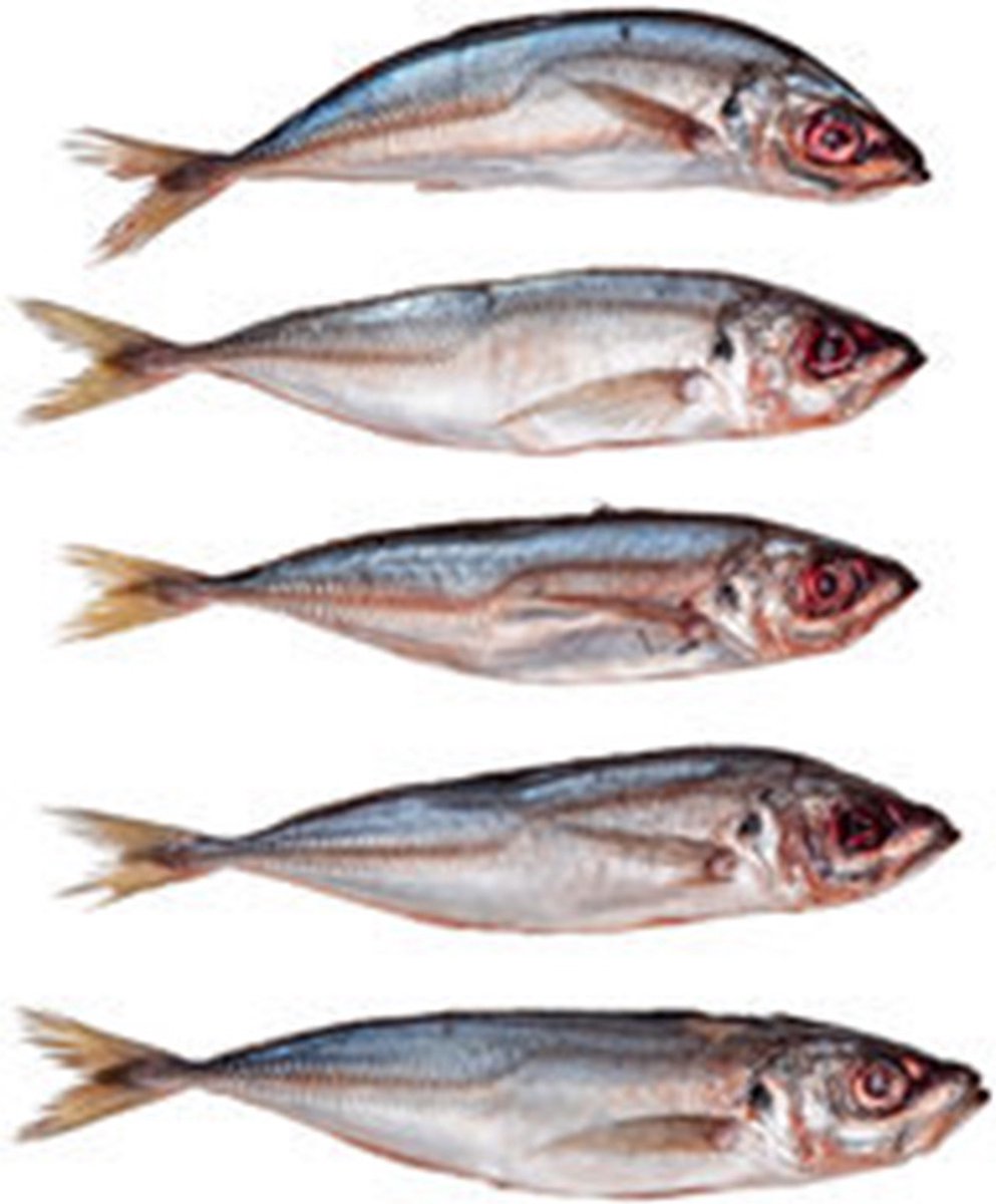Prebaits Horsmakreel - Dood aas - Wit