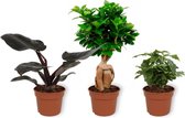 Set van 3 Kamerplanten - Coffea Arabica & Philodendron Black Cardinal & Ficus Ginseng - ±  30cm hoog - 12cm diameter