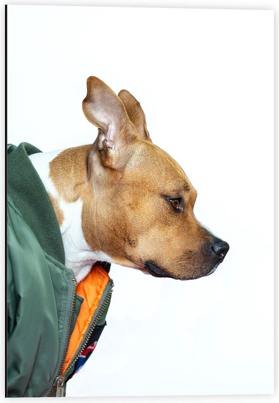 Dibond - Hond met Groene Bomberjas van de Zijkant - 40x60cm Foto op Aluminium (Wanddecoratie van metaal)