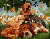 Eagle®️ Schilderen op Nummer Volwassenen - Slapende Honden en Katten - Gespannen op Houten Frame - 50x40cm