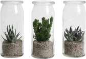 Mini Green | Green World Tour van Eden Collection®