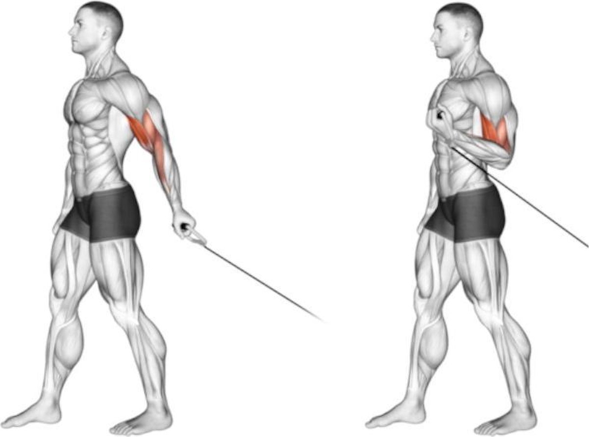 Cable Hammer Bicep Curl