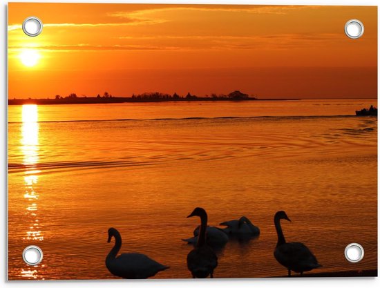 Tuinposter – Eenden aan het Water tijdens Zonsondergang - 40x30cm Foto op Tuinposter  (wanddecoratie voor buiten en binnen)