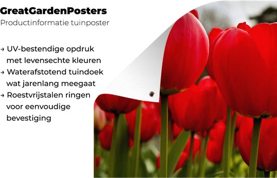Gros plan de tulipes rouges Affiche de jardin 180x120 cm - Toile de jardin / Toile d'extérieur / Peintures d'extérieur (décoration de jardin) XXL / Groot format!