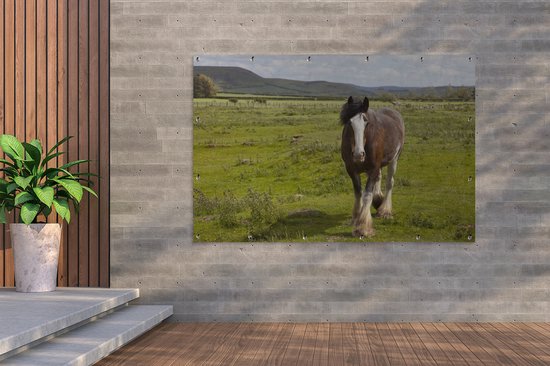 Cheval Clydesdale dans le jardin de pâturage affiche toile lâche