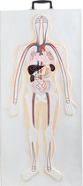 Anatomisch model 3D Wandplaat Met Handgreep - Zenuwstelsel - ST- ATM 140