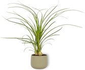 Kamerplant Nolina Recurvata - Olifantspoot - ±  25cm hoog - 12cm diameter - in groene sierpot