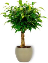 Kamerplant Ficus Babilatos - ↕ ± 25cm - Ø 12cm - in groene pot