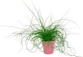 Kamerplant Juncus Liebeslocken – Kurkentrekkersgras - ± 35cm hoog – 12 cm diameter - in roze pot