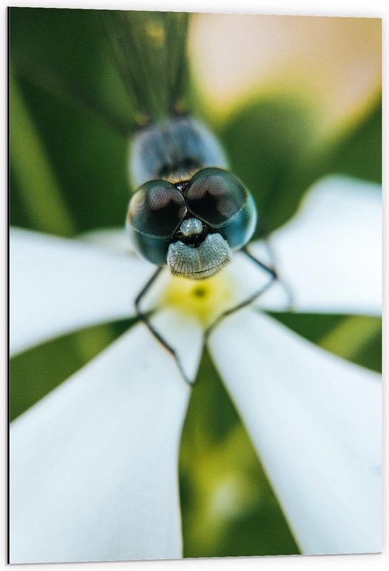 Dibond - Insect met Grote Zwarte Ogen - 60x90cm Foto op Aluminium (Wanddecoratie van metaal)
