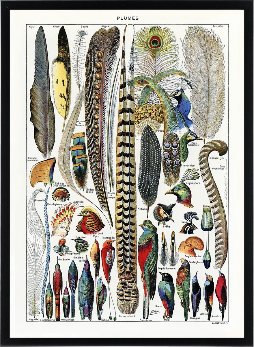 Esque Poster Adolphe Millot - Veren en Vogels - Illustratie Vintage Dieren - 50x70 cm Losse poster
