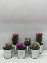 Cactus- Cactus bloeiend mix 6 stuks - zinken pot- Mammillaria- 6.5cmØ- ± 8-15cm hoog