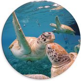 Dibond Wandcirkel - Zeeschildpaddenfamilie  - 60x60cm Foto op Aluminium Wandcirkel (met ophangsysteem)