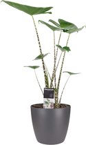 Kamerplant van Botanicly – Olifantsoor incl. sierpot antraciet als set – Hoogte: 70 cm – Alocasia Zebrina