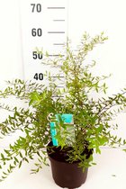 10 stuks | Spierstruik 'Grefsheim' Pot 40-60 cm - Bladverliezend - Bloeiende plant - Geschikt als lage haag - Groeit breed uit - Informele haag