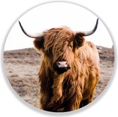 Wandcirkel Highland Cow On Islay
