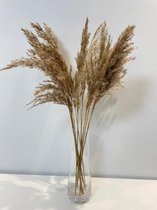 Pampas pluimen | Pampasgras | pampas pluimen gedroogd | Rietpluimen | droogbloemen | 15 stuks | 60cm | Naturel