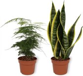Set van 2 Kamerplanten - Sanseiveria Superba & Asparagus Plumosus - ±  30cm hoog - 12cm diameter