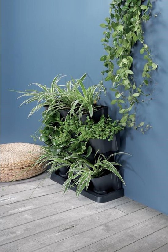 Een donkergrijze verticale tuin gevuld met groene planten, geplaatst op een houten vloer naast een blauwe muur.