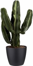 Cowboy Cactus plant incl. design pot | Cactus bekend uit alle Western films | Makkelijk te onderhouden kamerplant | Weinig water nodig | Ø 24 cm - Hoogte 60 cm (waarvan +/- 35 cm plant en 25 