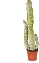 Mama's Planten - Euphorbia Erytrea Variegata - Cactus - Geeft Sfeer In Huis - ↨ 90cm - ⌀ 21cm