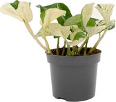 SIMPLYBLOOM.EU - Epipremnum Aureum Happy Leaf