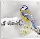 Tuinposter – Vogeltje op IJstak - 50x50cm Foto op Tuinposter  (wanddecoratie voor buiten en binnen)