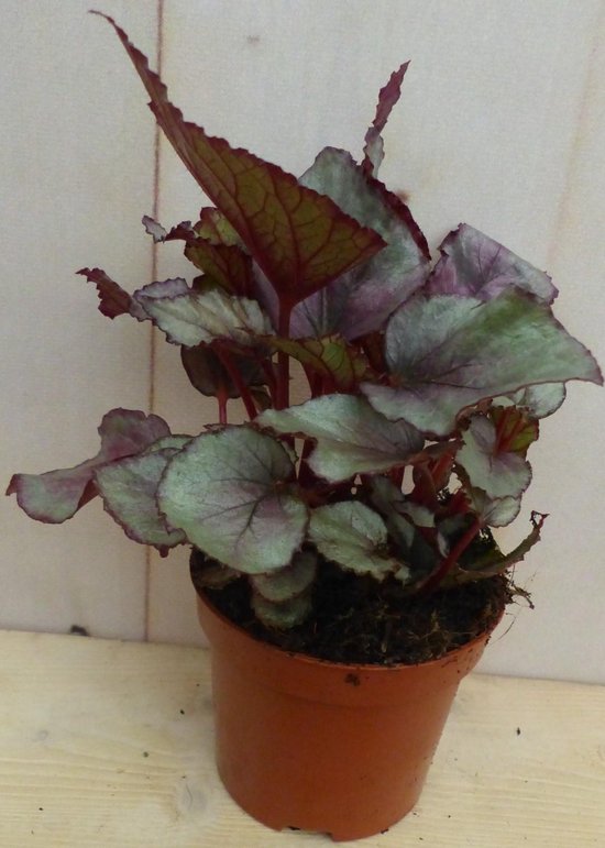 Kamerplant Mini blad Begonia Rood Begoniaceae | bol.com