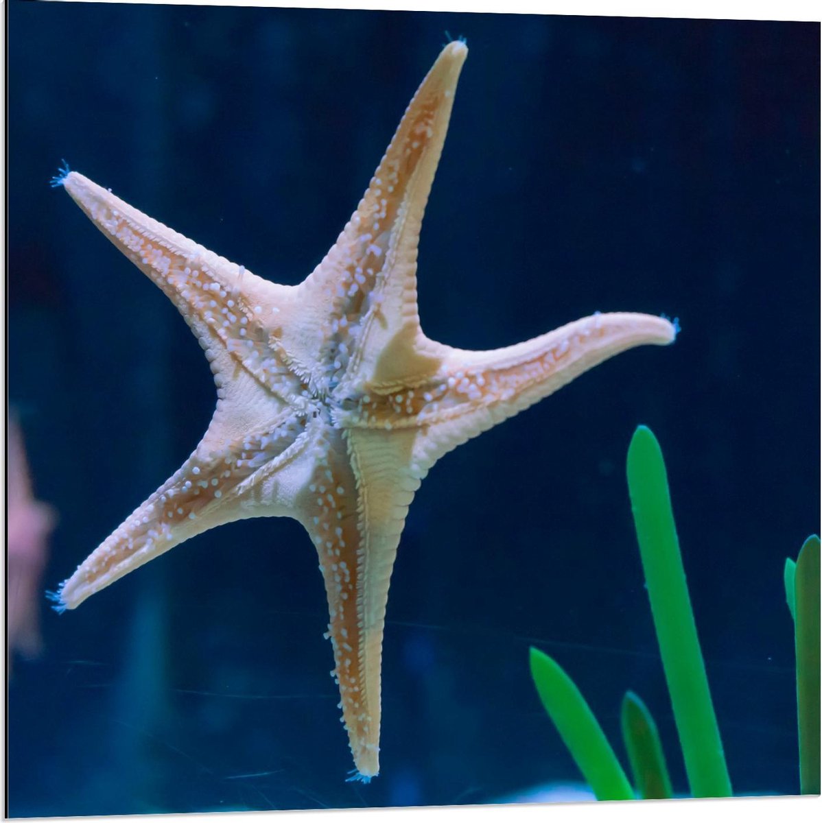 Dibond - Zeester in Aquarium - 80x80cm Foto op Aluminium (Wanddecoratie van metaal)