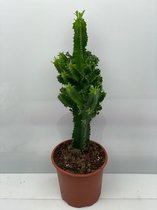 Cactus- Euphorbia Ingens- Woestijnplant- 19cmØ- ±80 hoog inclusief pot