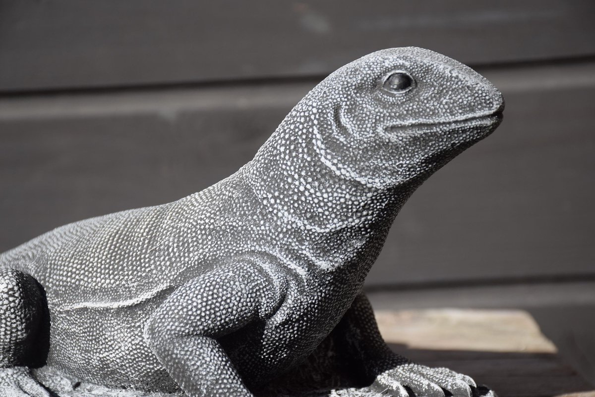 Salamander/Hagedis
