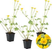 Caltha Palustris | Dotterbloem 3x - Vijverplant in kwekerspot ⌀9 cm - ↕15 cm