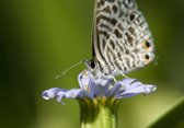 Tuinposter - Dieren - Wildlife / Vlinder / nachtvlinder in wit / beige / groen / zwart  -  60 x 90 cm.